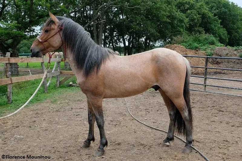 Élevage parc de brière à Herbignac