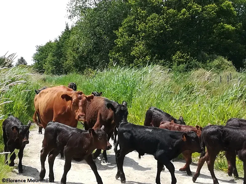 Vente de charcuterie pur boeuf à Herbignac