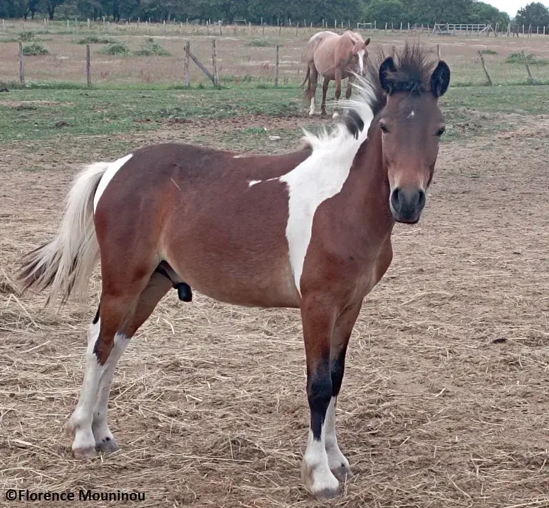 Cherokee (jeune étalon)